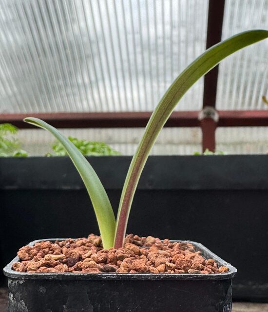 AMARILLIS STĀDIŅŠ 5CM PODS